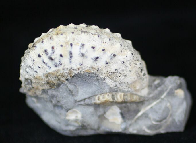 Hoploscaphites Nodosus Ammonite - South Dakota #29198